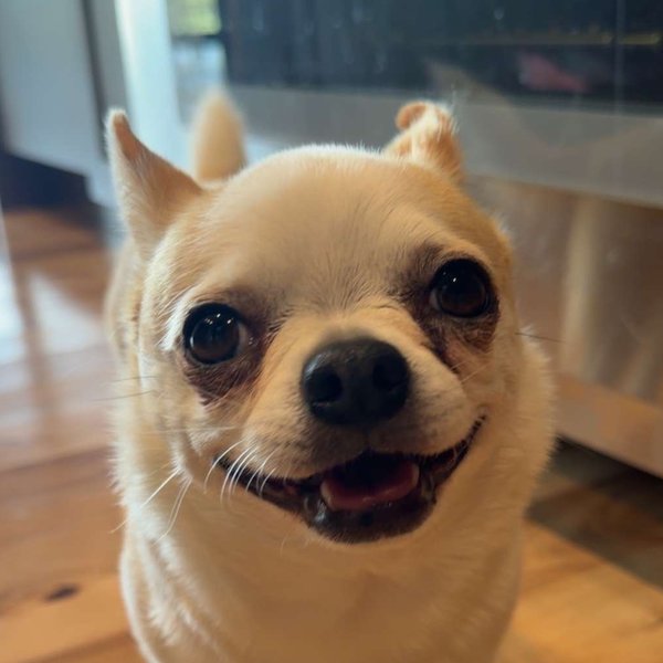 Bungus